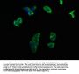 SHH Antibody
