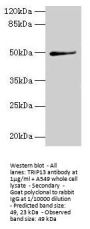 TRIP13 Antibody