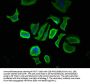 CCDC6 Antibody