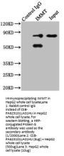 IMMT Antibody