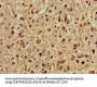 IMMT Antibody