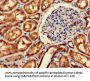IMMT Antibody