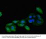 IMMT Antibody