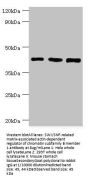 SMARCB1 Antibody