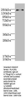 PLA2R1 Antibody