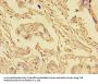 EIF4EBP1 Antibody