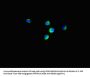 EIF4EBP1 Antibody