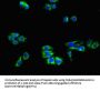 LRP8 Antibody