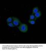 PDE1C Antibody