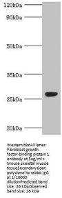 FGFBP1 Antibody