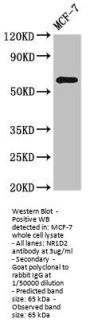NR1D2 Antibody