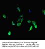BRD3 Antibody