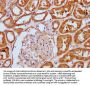 PLCL1 Antibody