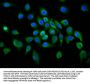 PLCL1 Antibody