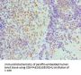 NONO Antibody
