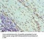NONO Antibody