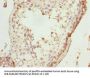 TAF11 Antibody