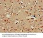 ALX1 Antibody