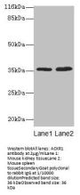 ACKR1 Antibody
