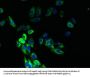 ACKR1 Antibody