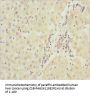 NDUFA9 Antibody