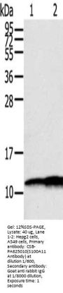 S100A11 Antibody