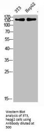 COL17A1 Antibody