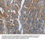 SOCS1 Antibody