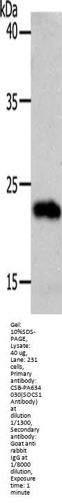 SOCS1 Antibody