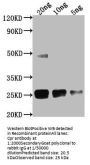 Cpr Antibody
