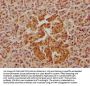 FAM110C Antibody