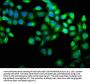 CAB39 Antibody