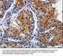 CLCA4 Antibody