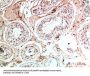 NANOS1 Antibody
