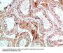 NANOS1 Antibody