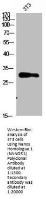 NANOS1 Antibody