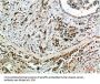 NANOS1 Antibody