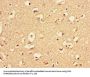 NGF Antibody
