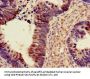 PDS5A Antibody