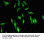 PDS5A Antibody