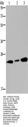RAB3C Antibody