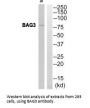 BAG3 Antibody