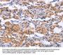 ESPL1 Antibody