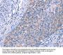 ESPL1 Antibody