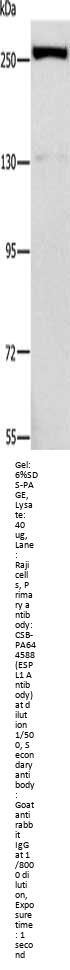 ESPL1 Antibody