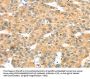MAPK12 Antibody