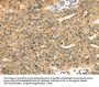 MAPK12 Antibody