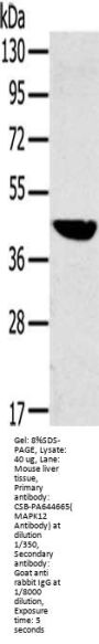 MAPK12 Antibody