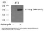 Phospho-ATF2 (Thr69 or 51) Antibody