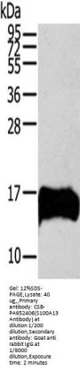 S100A13 Antibody